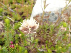 Castilleja parviflora albida