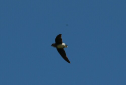 Bat-like Spinetail