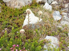 Castilleja parviflora albida