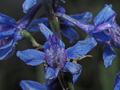 Delphinium schmalhausenii