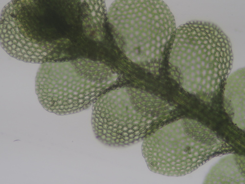 Image of Lejeunea flava by no rights reserved