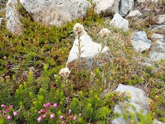 Castilleja parviflora albida