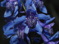 Delphinium schmalhausenii