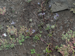 Asperula orientalis