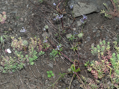 Asperula orientalis