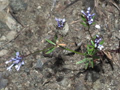 Asperula orientalis