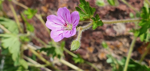Geranium berteroanum (Geranium berteroanum)