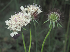 Scabiosa bipinnata