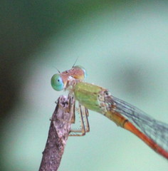 Ceriagrion olivaceum