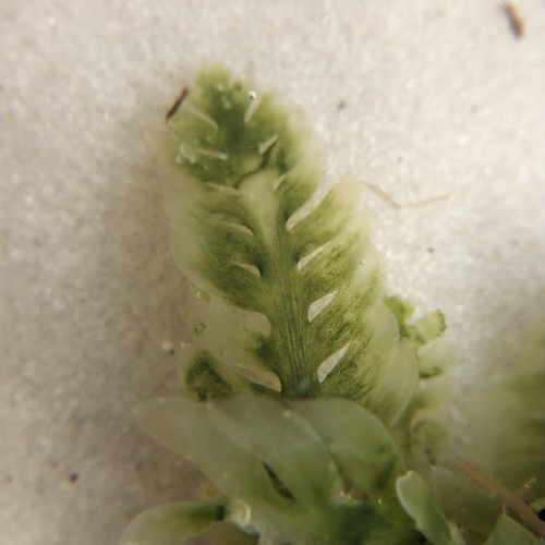 Caulerpa mexicana observed 2024-12-30