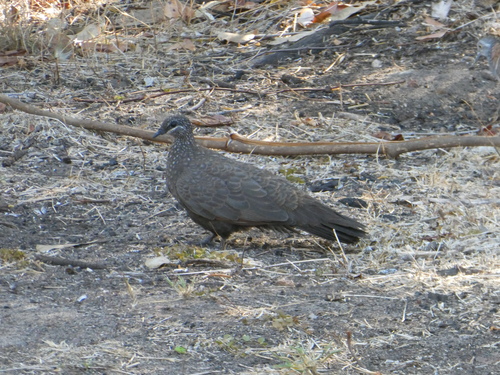 Chestnut-quilled Rock Pigeon (Petrophassa rufipennis), photo 4