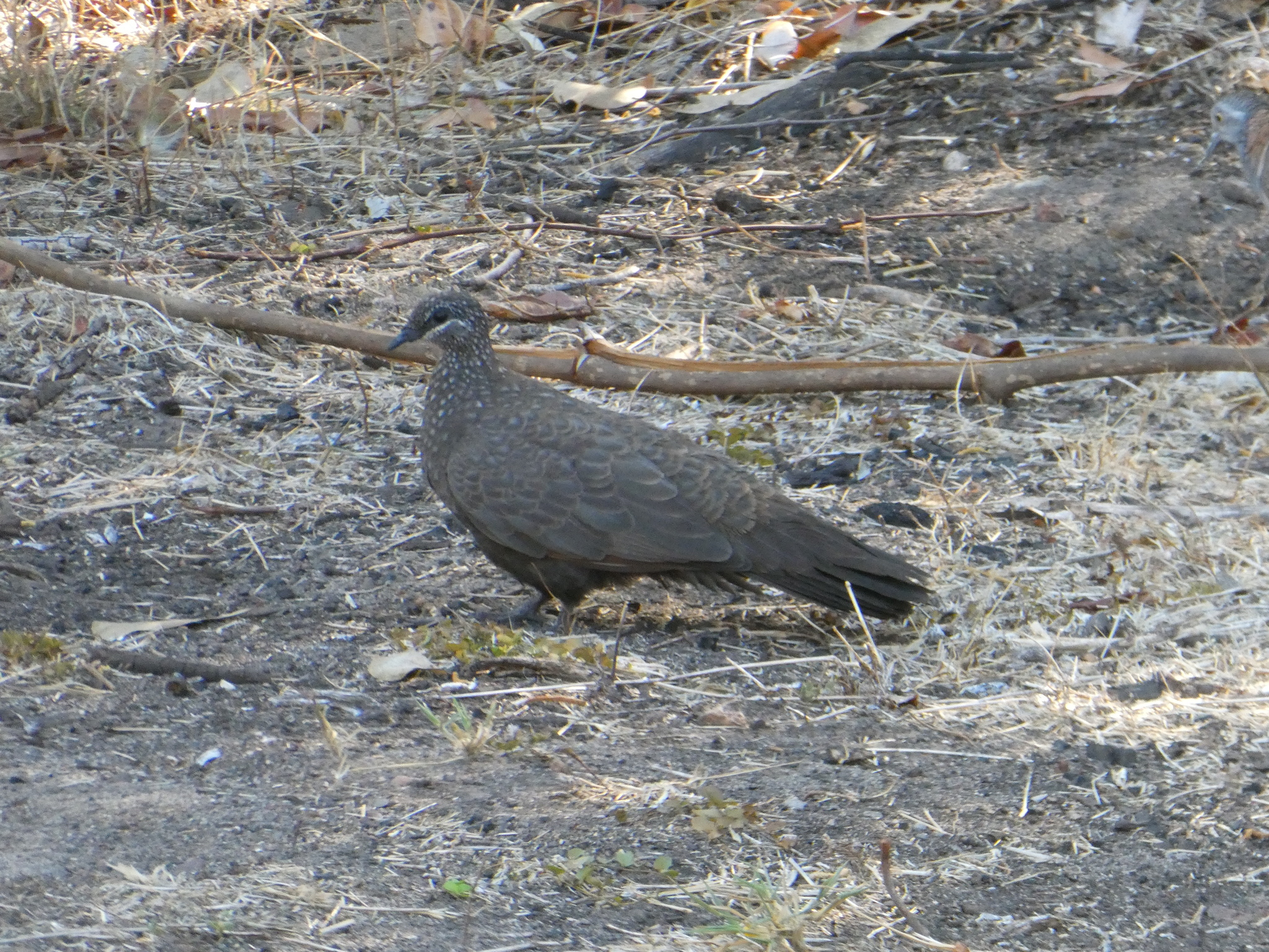 Chestnut-quilled Rock Pigeon (Petrophassa rufipennis), photo 4