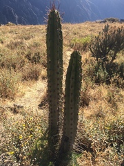 Corryocactus brevistylus