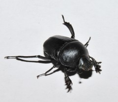 Gymnopleurus