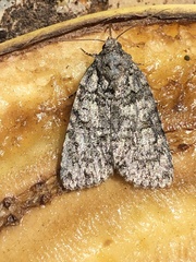 Acronicta tristis