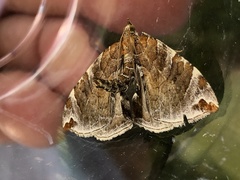 Eulithis molliculata