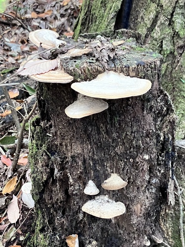 Fomitopsis dickinsii