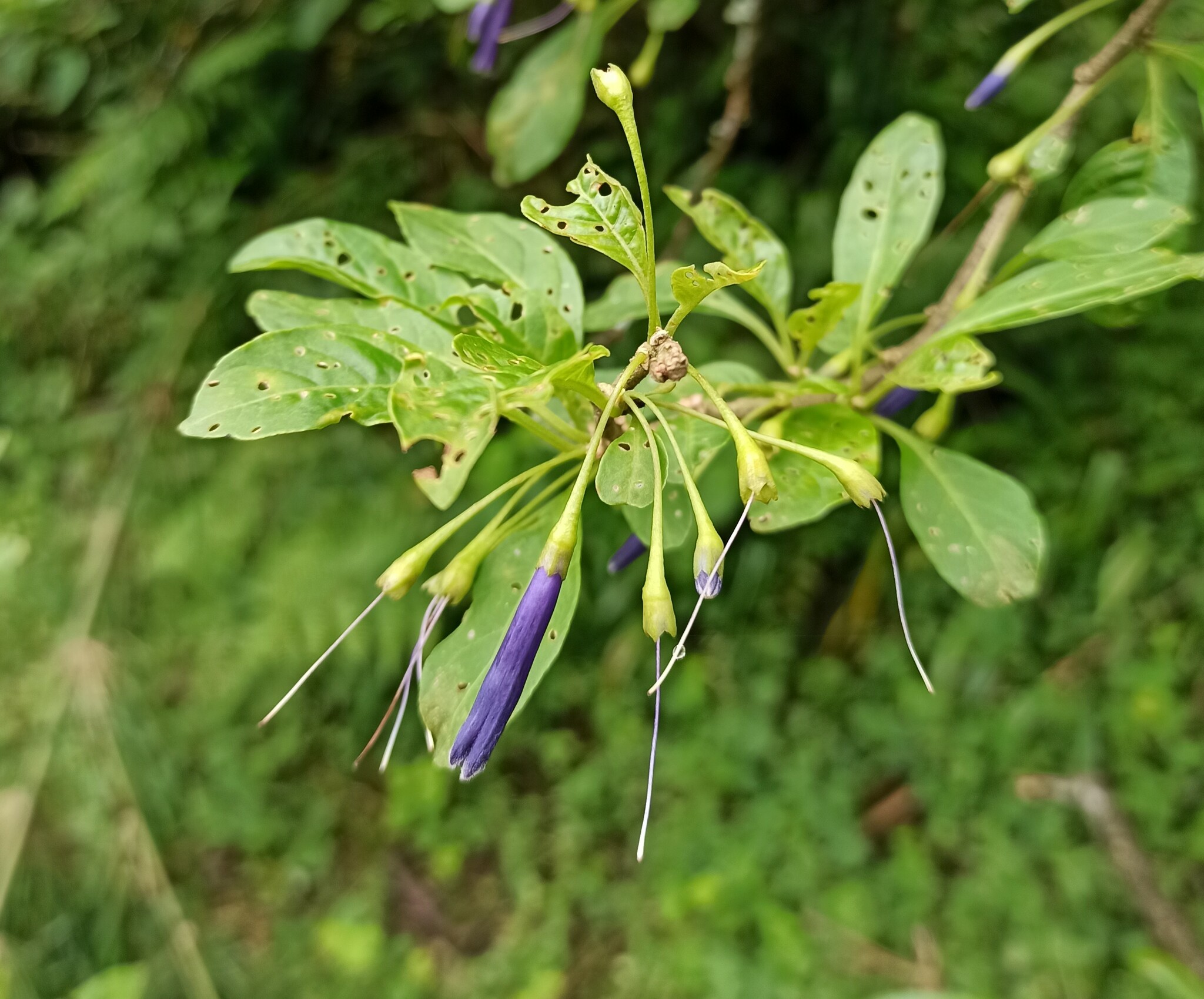 Imagem de Pimenteira-de-jardim