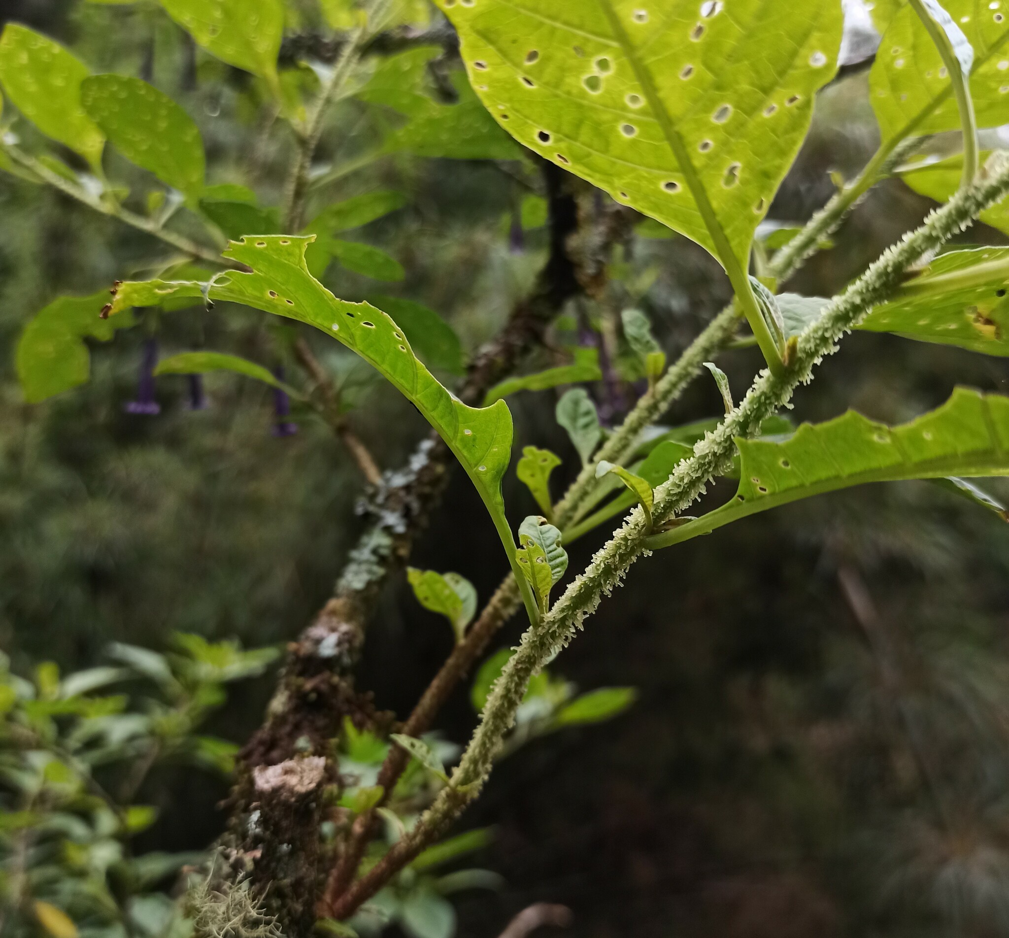 Imagem de Pimenteira-de-jardim