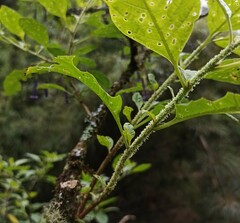 Dunalia brachyacantha, photograph (c) Gonzalo Martinez, some rights reserved (CC BY)