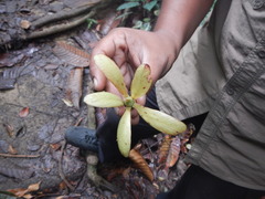Dryobalanops aromatica