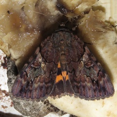 Catocala muliercula