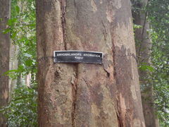 Dryobalanops aromatica