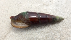 Isara glabra