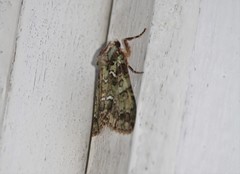 Polyphaenis sericata