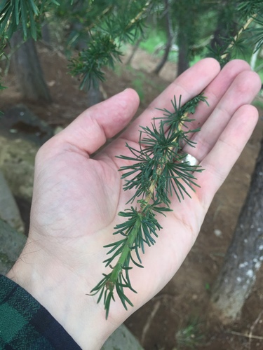 borovicovité (Pinaceae)