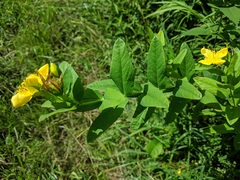Hypericum ascyron pyramidatum