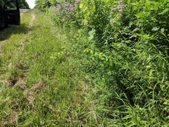 Hypericum ascyron pyramidatum