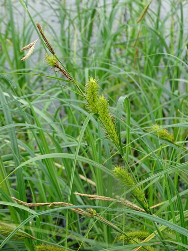 Image of Carex atherodes by (c) Grzegorz Grzejszczak, some rights reserved (CC BY-SA)