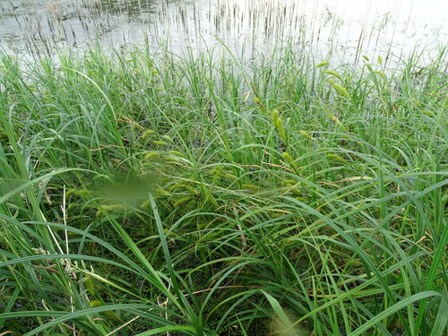 Image of Carex atherodes by (c) Grzegorz Grzejszczak, some rights reserved (CC BY-SA)