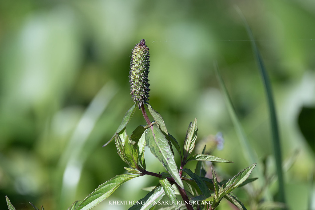 Rift Valley Hullwort