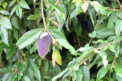 Ficus pumila awkeotsang