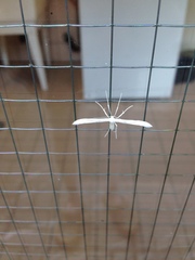 Hellinsia homodactylus