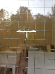 Hellinsia homodactylus