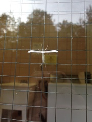 Hellinsia homodactylus