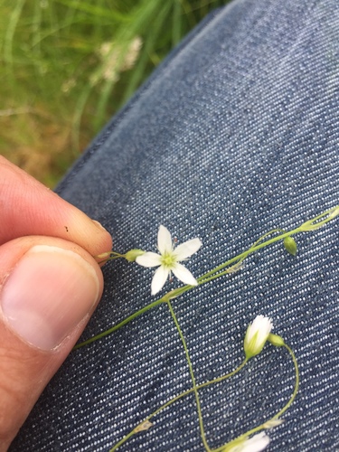 hviezdica trávovitá (Stellaria graminea)