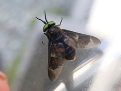 Chrysops viduatus