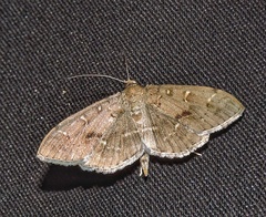 Coptobasis opisalis