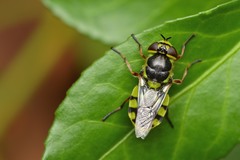 Hedriodiscus truquii