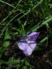 Ruellia ciliosa