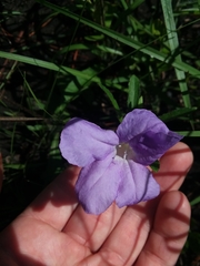 Ruellia ciliosa