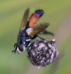 Cylindromyia brassicaria