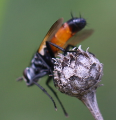 Cylindromyia brassicaria