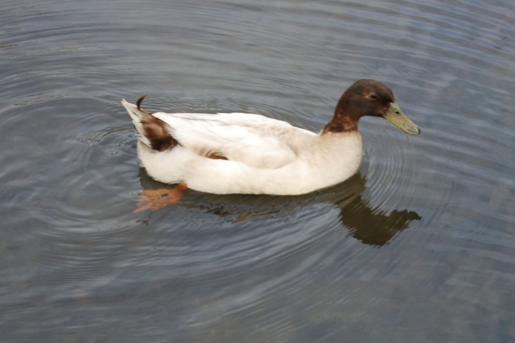 Domestic Mallard