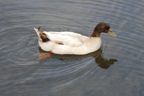 Domestic Mallard