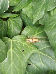 Eupholidoptera megastyla